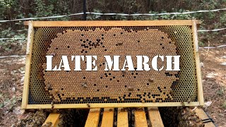 Late March | #colesfarmnc #jacksonvillenc #beekeeping