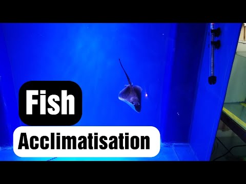 How to save your fish from dying in the aquarium | Blessings Aquarium