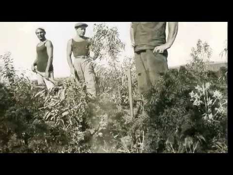 סגול 59 - נשים חומות עין Sagol 59 - Brown Eyed Women (Hebrew)