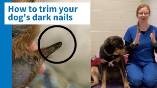 How to trim your dog