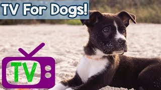AVideoforDogs-VirtualDogWalkwithRelaxingMusicandnaturefootagefordogs-DogTV🐶📺