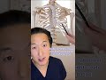 Does Sucking In Your Stomach Give You A Second Set Of Breasts Shorts Anatomy