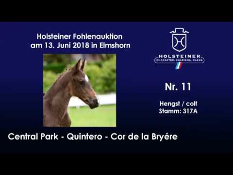 Holsteiner Fohlenauktion im Juni | Nr. 11 v. Central Park - Quintero