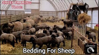 Sheep Dreaming: The Ultimate Bedding Selection For Your Flock