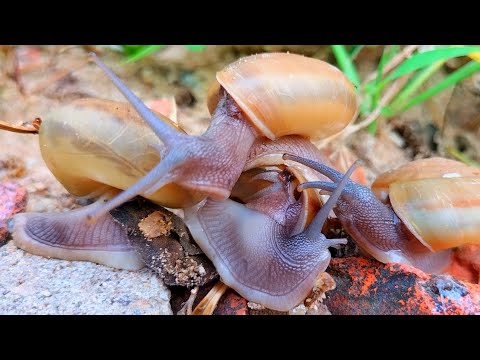 The Most Beautiful Snails Scene/ I Love Snails