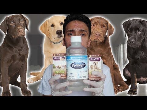 Parvo Treatment at Home for Dogs / Puppies with Parvovirus