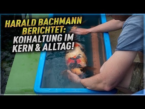 HARALD BACHMANN im Interview - Koihaltung im KERN & Dainichi Europe ALLTAG!