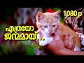Ethrayo Janmamayi HD 1080p Video Song Summer In Bethelehem Vidyasagar Magic