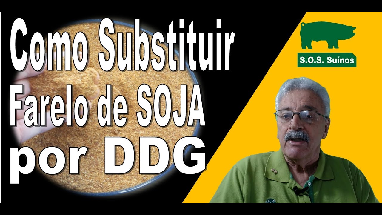 SUINOCULTURA: Como Substituir Farelo de Soja por DDG