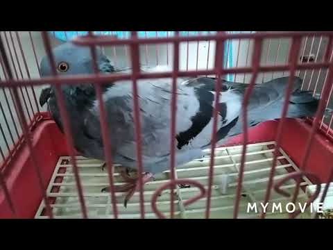 Нашла раненого голубя