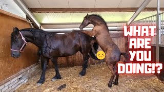 What are you doing with your mother? That&#39;s not allowed. Quick, get out! | Friesian Horses