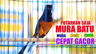 Download lagu PUTARKAN SAJA, MURAI BATU INI AKAN CEPAT MEMANCING MURAI LAIN JADI CEPAT GACOR mp3