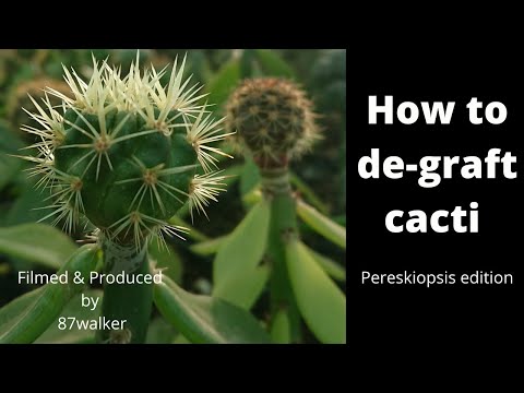 How to de-graft Cacti - Pereskiopsis Edition - Practical Demonstrations