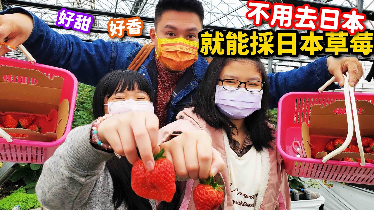 下雨天也可以去！室內草莓園+草莓糖葫蘆DIY~台灣也可以採日本草莓！又甜又多汁好吃到爆！☆哪哪麻☆