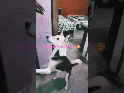 maroof hai dill kitna .