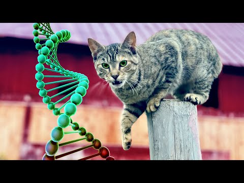 DNA Testing My Barn Cats (WEIRD BREEDS)