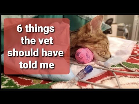 6 Things the Vet Should Have Discussed During Manx Syndrome Diagnosis but Didn't
