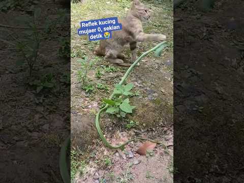 kucing mujaer vs ular di tabok gak kapok #kucing #kucinglucu #kucingberantem #cat #funny #shorts
