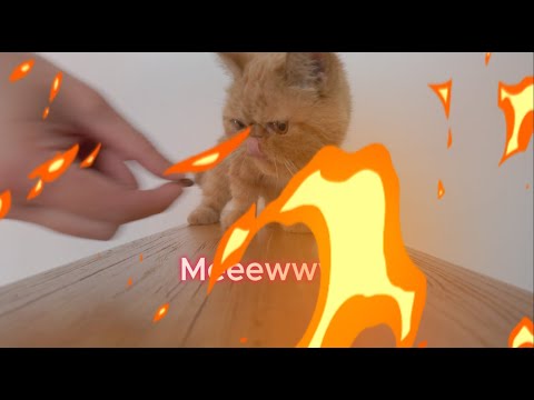 Garfield Gone Wild: When My CEO Cat Demands Tuna Overtime!