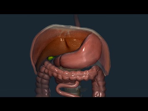 Digestive System 08: Stomach - Gross Anatomy