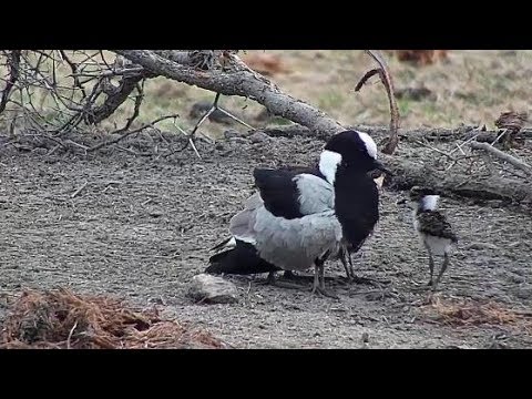Djuma: Blacksmith Lapwing parent with three chicks tucked under it - 06:26 - 10/14/19