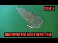 Video Thumbnail for Amazing pike caught on camera! ? #Fishing #Pike #Nature #Catch #Lake #Wildlife