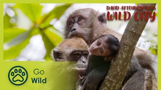 Islands| David Attenborough's Wild City 3/6 | Go Wild