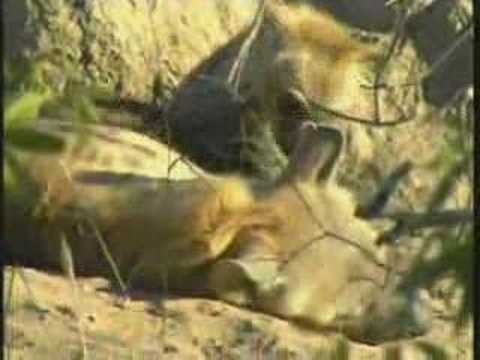 Spotted Hyena Pt.2  07-18-07  4.06 pm CAT