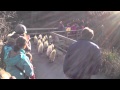 Pingu Parade Im Basler Zoo