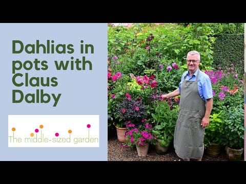 Claus Dalby on how to grow dahlias in pots and what to grow with them