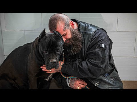 Cane Corso Hündin gerettet!
