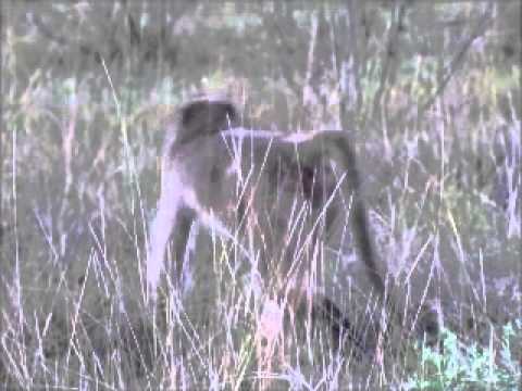 Baboons - Nxabega.wmv