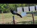 Grackle singing painfully...😂😂