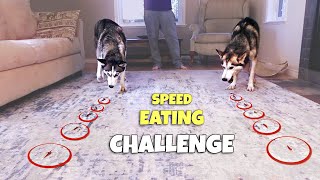 Dog Speed Eating Challenge: Who’s Faster, Laika or Loki?