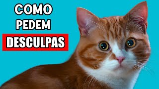 Como gatos se desculpam com humanos? 🚩 E como você pode se desculpar com seu gato?
