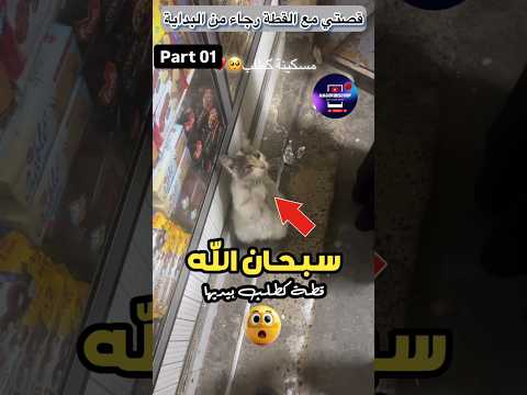 سبحان الله 😱 قطة 🐈 كطلب بيديها بحال بنادم 😭😭❤️❤️❤️❤️🇲🇦🇲🇦🇲🇦🇲🇦🇲🇦 #قطط #cat