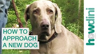 How to approach and greet a new dog