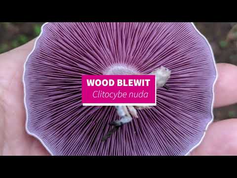 PARTE 2 Cultive cogumelos em seu jardim