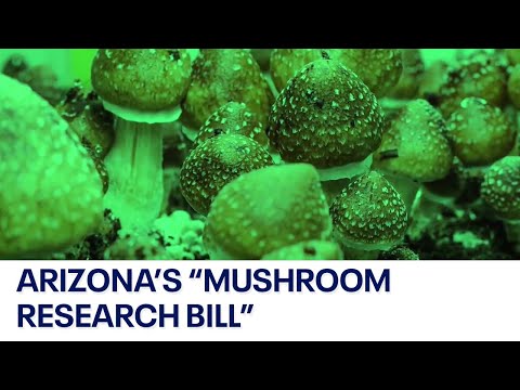Arizona clinic says the state's proposed 'mushroom bill' could be a game-changer