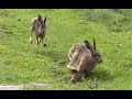 Brown Hares - Lepus Europaeus