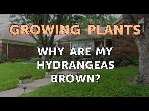 How to Nurse a Dying Ivy Plant Back to Life