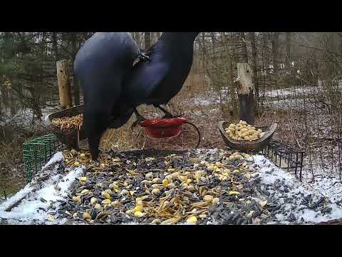 American Crows hanging out at the platform #crow #birds #birdfeeder