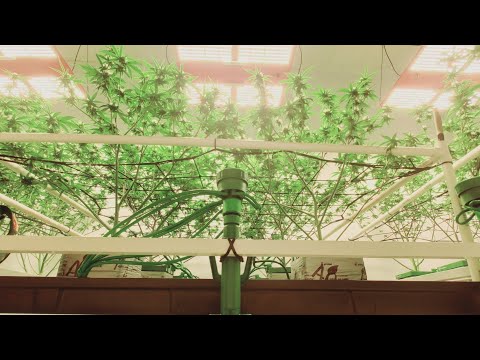 Day 21 defoliation - How hard should I go?