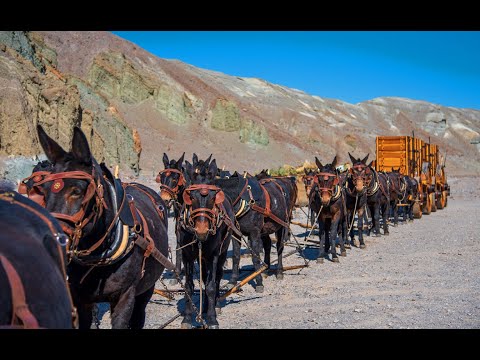 THE MAKING OF 20 MULE TEAM • DEATH VALLEY DAYS TV SERIES