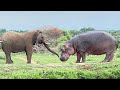 An Extraordinary Standoff Approach Between A Hippo And The Elephants