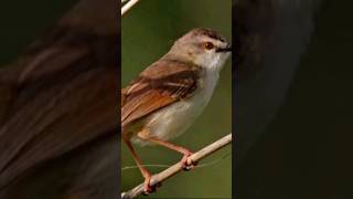 Download lagu pikat burung ciblek sawah #burung #pikat #shorts mp3