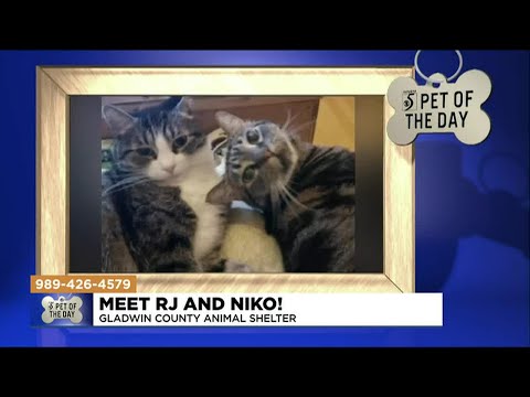 Pet of the Day: Meet RJ and Niko