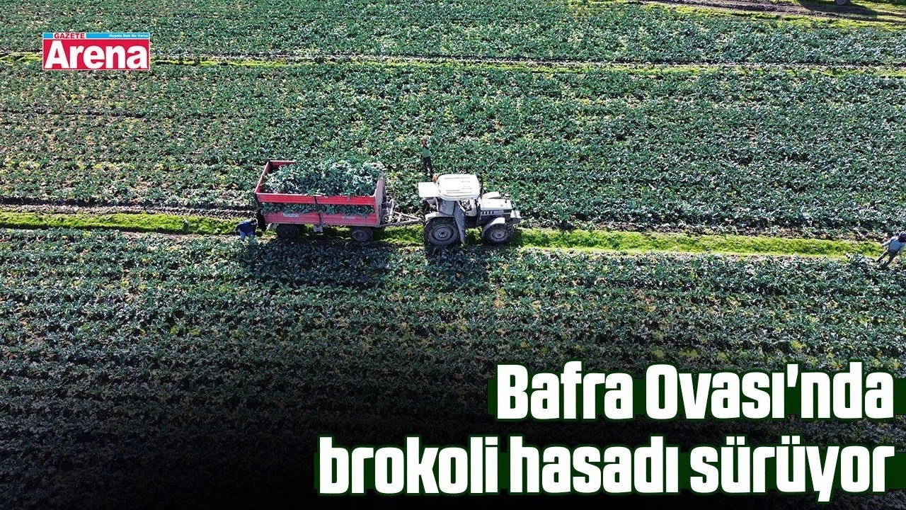 Bafra Ovası'nda brokoli hasadı sürüyor