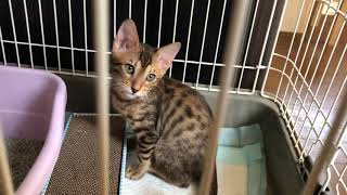 #黒ラブラドール #ベンガル猫 ココア、ルイ日記十二日目(´ ˘ `๑)♡