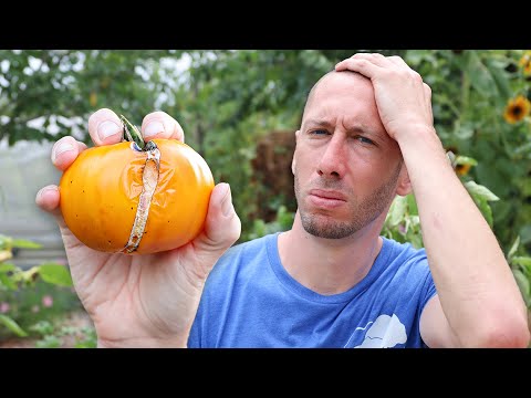 Why Do My Tomatoes Split